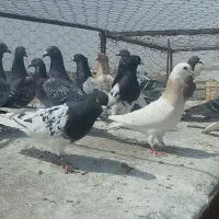 یک بوم کبوتر ضد و خوردی جوجه دست