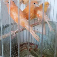 قناری نر ریزه خونی می کنه