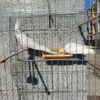 دو جفت عروس هلندی|پرنده|پارس‌آباد, |دیوار