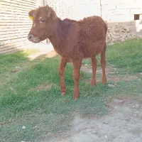 ۳راس گوساله ماده|حیوانات مزرعه|گنبد کاووس, |دیوار