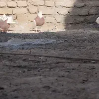 زابل شمار|پرنده|زابل, |دیوار