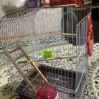 قفس عروس هلندی طوطی کوتوله باتجهیزات کامل