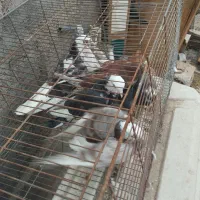 کفتر پرشی|پرنده|قم, زند آباد|دیوار