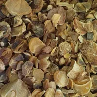 موسیر درجه یک و دو همدان|خوردنی و آشامیدنی|قم, باغ شریفی|دیوار