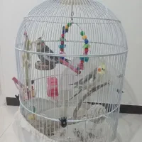 جفت عروس هلندی با قفس