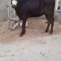 گاو قرمزگوساله ماده دورگه