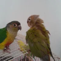 یک جفت گرینچیک.فول رام|پرنده|پاکدشت, پاکدشت (مامازند)|دیوار