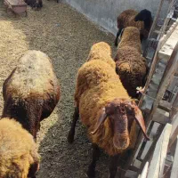 گوسفند و بز بفروش میرسد