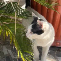 گربه گمشده|حیوانات|رشت, آب و برق|دیوار