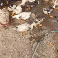 اردک محلی به تعداد زیاد|حیوانات مزرعه|ماسال, |دیوار