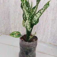 گل وگیاه طبیعی|گل و گیاه طبیعی|چوار, |دیوار