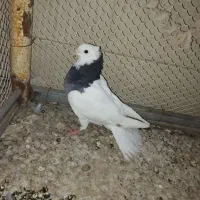 کفتر|پرنده|اردکان, |دیوار