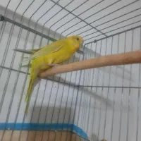 مرغ عشق ماده