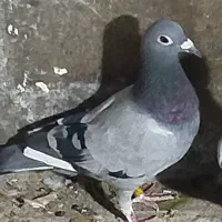 گمشده
