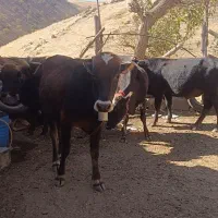 گوساله نر|حیوانات مزرعه|نوسود, |دیوار