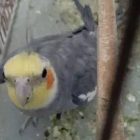 پرنده