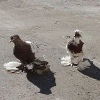 پرنده|پرنده|ماکو, |دیوار