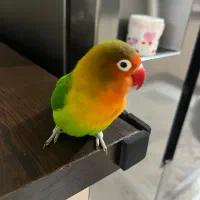 طوطی برزیلی فیشر دستی
