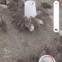 جوجه بوقلمون یک ماهه