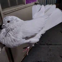 ۲تا کفتر گرفتنی خوب همه چی معلومه|پرنده|تهران, امام زاده عبدالله|دیوار