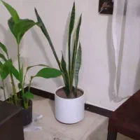 گل وگلدان طبیعی|گل و گیاه طبیعی|پرند, فاز ۳|دیوار