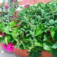 باغبان|خدمات باغبانی و درختکاری|چابهار, |دیوار