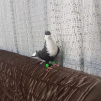 کربناتی سیاه کاکلی نر|پرنده|مشهد, شهید بصیر|دیوار