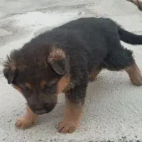 سگ ژرمن|سگ|کرمانشاه, |دیوار