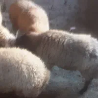 بره نر|حیوانات مزرعه|اسفراین, |دیوار