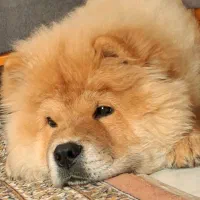 چاو چاو شاه توله|سگ|تهران, شهران جنوبی|دیوار