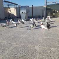 کبوتر تهرانی|پرنده|برخوار, |دیوار