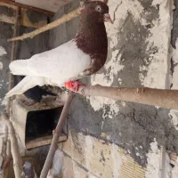 کبوتر کله ای سینه ای