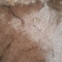 کاه|لوازم جانبی حیوانات|کبودرآهنگ, |دیوار