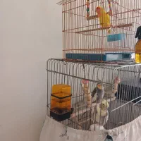 عروس هلندی.وطوطی برزیلی