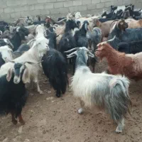 گله بز  ( فروش به تعداد دلخواه مشتری)