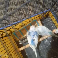 مرغ عشق با دو عدد تخم