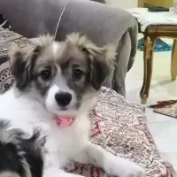 سگ اشپیتز ماده ۴ ماهه ( تیله)