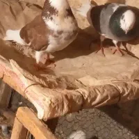 کبوتر شازده از بهترین نسل