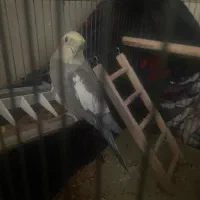 عروس هلندی نر|پرنده|خرمدره, |دیوار