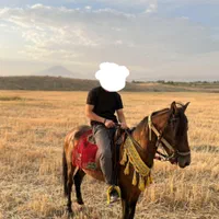 اسب نریان یورقه