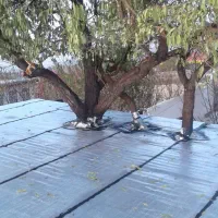 نمایندگی پخش ونصب انواع ایزوگام دلیجان،قیروگونی