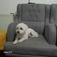 سگ شیتزو ارام