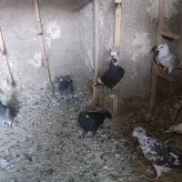 7عدد کفتر پلاکی خوب|پرنده|شیراز, جوادیه|دیوار