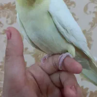 عروس هلندی بازیگوش