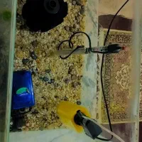 آکوریواریوم با تمام وسایل و ماهی گوشت خوار|ماهی|تبریز, |دیوار