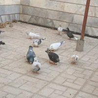 کفتر ساعتی و پریشی و پلاکی