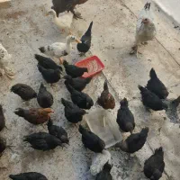 جوجه و مرغ و خروس|حیوانات مزرعه|تهران, ارامنه|دیوار
