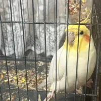 عروس هلندی مرغ عشق|پرنده|رباطکریم, الارد|دیوار