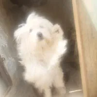سگ پا کوتاه ده ماهه