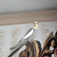 عروس هلندی نر|پرنده|دالاهو, |دیوار